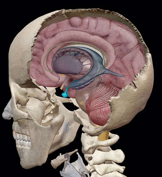 endocrine-system-pituitary